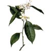 Hydrolat de fleurs d'Oranger Bio