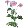 Hydrolat de Tanaisie Annuelle Bio (Camomille bleue)