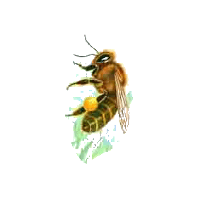 Propolis pure extrait concentré EC à 53%