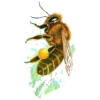 Propolis pure extrait concentré EC à 53%