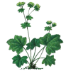 Alchemille Bio en gélules (Alchemilla vulgaris)