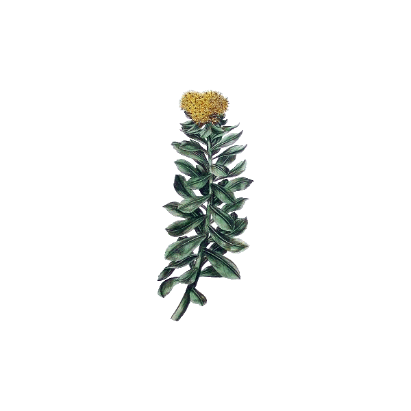 Rhodiola Rosea extrait en gélules (Sedum roseum)