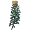 Rhodiola Rosea extrait en gélules (Sedum roseum)