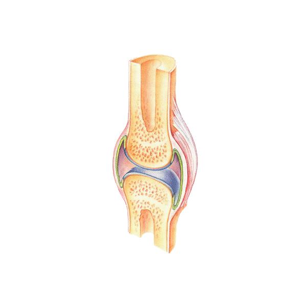 Articulations & muscles HQ mélange en massage huiles essentielles bio