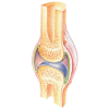 Articulations & muscles HQ mélange en massage huiles essentielles bio