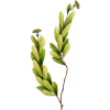 Huile essentielle de Buplèvre (Seseli d'Ethiopie - Bupleurum fructicosum L.)