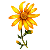 Huile végétale Arnica Bouleau macérat Bio*