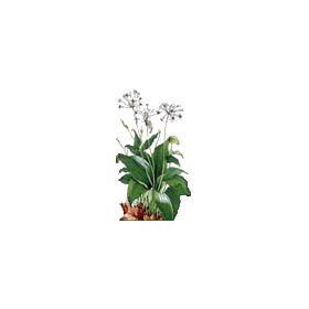 Ail des Ours Bio en gélules (Allium ursinum)