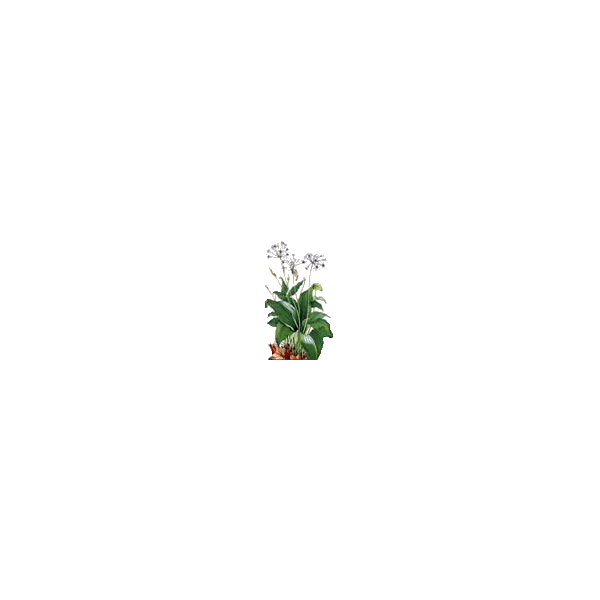 Ail des Ours Bio en gélules (Allium ursinum)