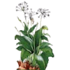 Ail des Ours Bio en gélules (Allium ursinum)