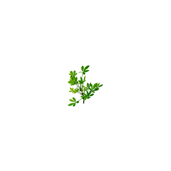 Eleuthérocoque bio en gélules (Eleutherococcus senticosus)