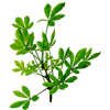 Eleuthérocoque bio en gélules (Eleutherococcus senticosus)