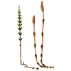 Prêle bio en gélules reminéralisant (Equisetum arvense)