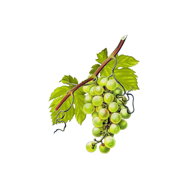Vigne Rouge Bio en gélules pour la circulation (Vitis vinifera)