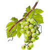 Vigne Rouge Bio en gélules pour la circulation (Vitis vinifera)