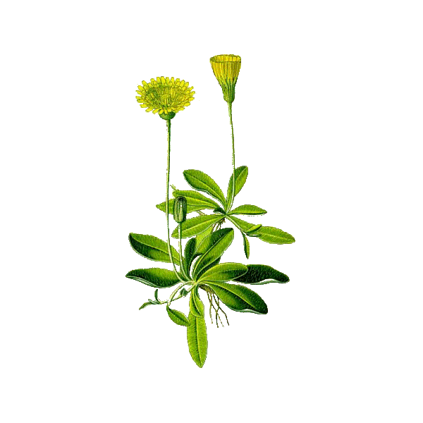 Piloselle Bio en gélules (Hieracium pilosella)