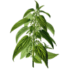 Ortie Piquante racine Bio en gélules (Urtica dioïca)