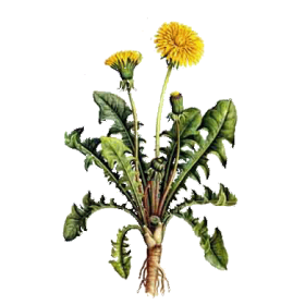 Pissenlit Bio en gélules (Taraxacum dens leonis)