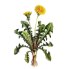 Pissenlit Bio en gélules (Taraxacum dens leonis)