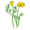 Escholtzia bio en gélules (Escholtzia californica)