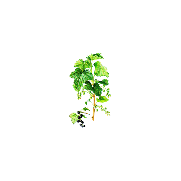 Cassis bio en gélules (Ribes nigrum)