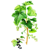 Cassis bio en gélules (Ribes nigrum)