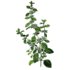 Mélisse Bio en gélules (Melissa officinalis)