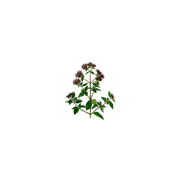 Huile essentielle Origan Compact bio (Origanum compactum)