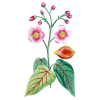 Urucum Bio en gélules (Bixa orellana - graines)