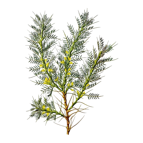Astragale Bio en gélules (Astragalus membranaceus)