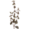 Ballote bio en gélules (Ballota nigra)