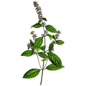 Menthe poivrée bio en gélules (Mentha piperita)