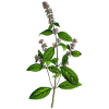 Menthe poivrée bio en gélules (Mentha piperita)