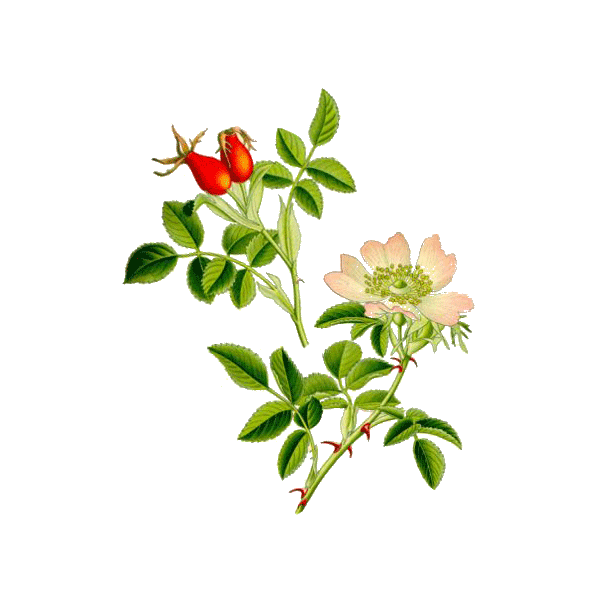 Cynorrhodon bio en gélules (Rosa canina)