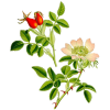 Cynorrhodon bio en gélules (Rosa canina)