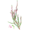 Bruyère Bio en gélules, voies urinaires (Calluna vulgaris)