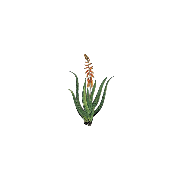 Aloe vera bio extrait en gélules - détoxination