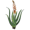 Aloe vera bio extrait en gélules - détoxination