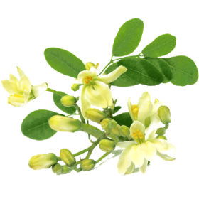 Moringa Bio en gélules - Défenses immunitaires