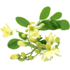Moringa Bio en gélules - Défenses immunitaires