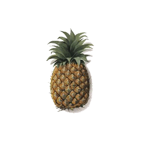 Bromélaine en gélules anti-inflammatoire naturel (Ananas comosus)
