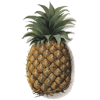 Bromélaine en gélules anti-inflammatoire naturel (Ananas comosus)