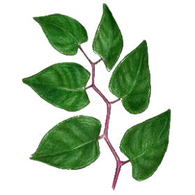Renouée du Japon Trans-resvératrol végétal (Polygonum cuspidatum)
