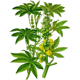 Huile végétale vierge de Ricin Bio*