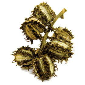 Huile végétale vierge de Ricin Bio*