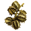 Huile végétale vierge de Ricin Bio*