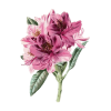 Huile essentielle Rhododendron sauvage bio (Rhododendron anthopogon)