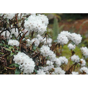 Rhododendron bio (Rhododendron anthopogon)