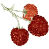 Cétones de Framboise en gélules