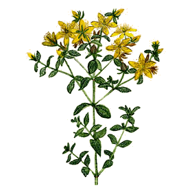 Millepertuis